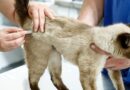 São Caetano promove Vacinação Antirrábica e Adoção de Cães e Gatos