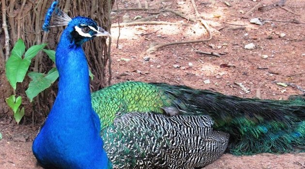 PARQUE BOTÂNICO JÂNIO DA SILVA QUADROS