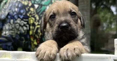 ParkShopping São Caetano recebe evento de Adoção de Pets neste sábado